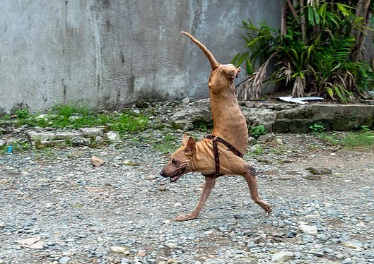 Dog Born Without Back Legs Learns to Balance on Front Legs with Loving Owner’s Assistance. – Puppies Love