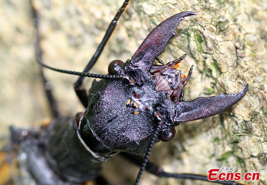 Discovery in China: Encounter the Enormous Dobsonfly, the World's Largest Aquatic Insect Specimen. l - LifeAnimal