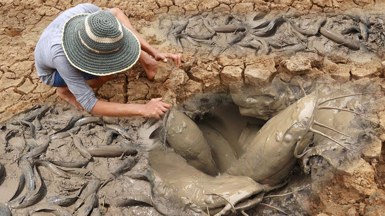 pp.The great moment when people discovered the giant catfish nest in the dry season, making everyone happy like the season.p - LifeAnimal