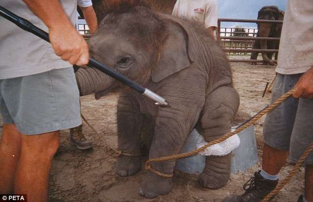 Heart-breaking Photos of the Process of Training Baby Elephants for the Circus - Sporting ABC