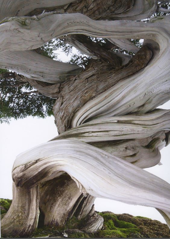 The unusual trunk of the pine tree allows it to twist and take on the strangest shapes. – Tech Reactions News