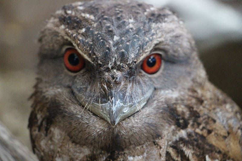 Southeast Asia's Most Terrifying Bird: Terrifyingly Bizarre Appearance at Night Leaves Online Users Bizarred (VIDEO) - Sporting ABC