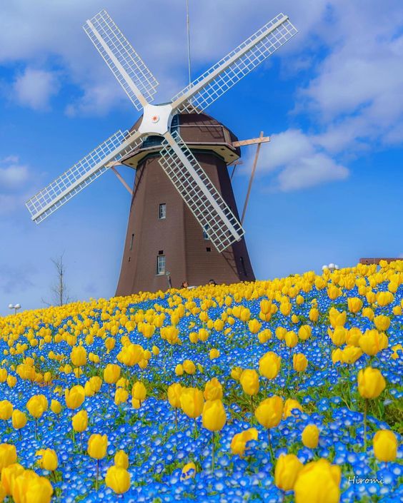 Nature’s Ingenious Harmony: Windmills amidst a Blossom-Adorned Landscape.VoUyen