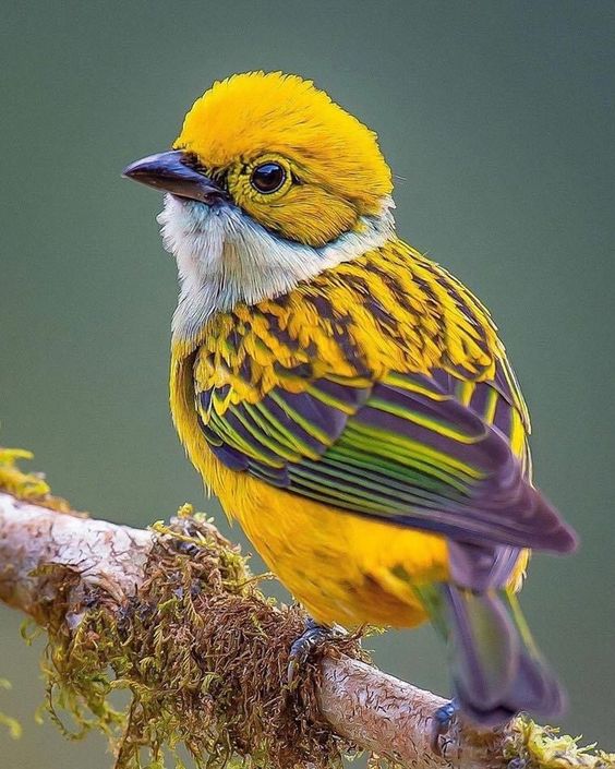 Unveiling the Enigmatic Beauty: The Silver-Throated Tanager, a Colorful Jewel of the Forest - Sporting ABC