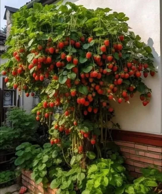 Astounded bƴ the Enormous Strawberrƴ Tree Burstıng wıth Vıbrant Red Fruıts -