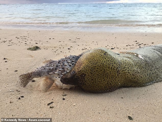 Eel Meets Untimely Demise After Ingesting Inflated Puffer Fish - Sporting ABC