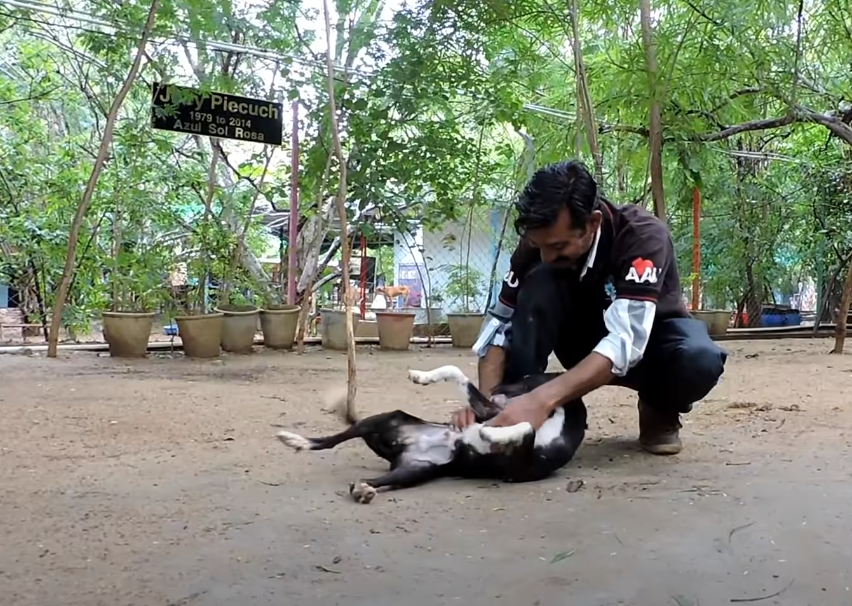 Rescued a Unwell Dog, Cruelly Encased in a Plastic Bag and Discarded on the Streets by its Owner. - Puppies Love