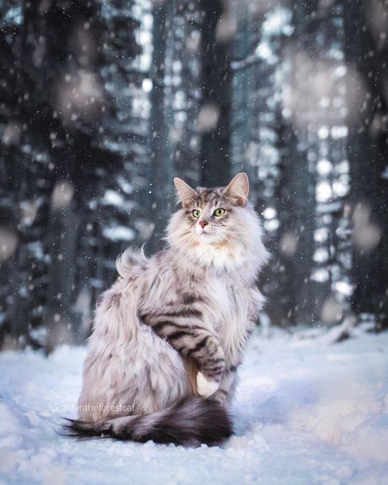 Majestic Aslan: Norwegian Forest Cat Thrives in Harsh Northern Environment with Thick Fur and Snowy Delight. - Yeudon