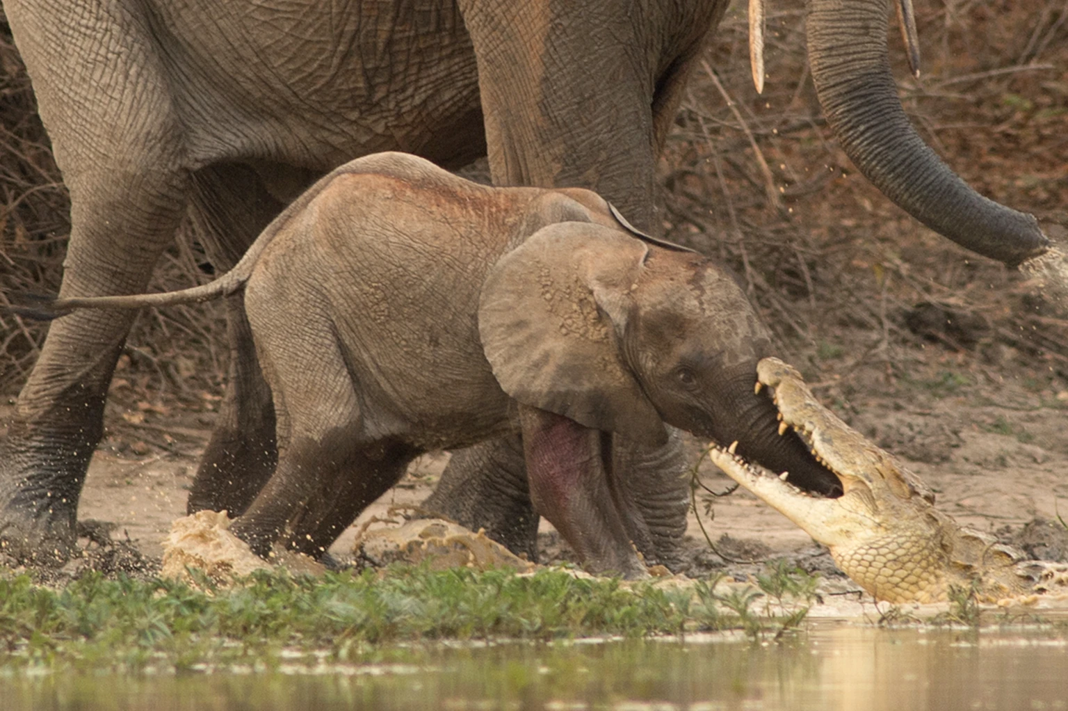 Brave Mother Elephant Protects Her Young, Defeats Crocodile Using Her Entire Body – Top News