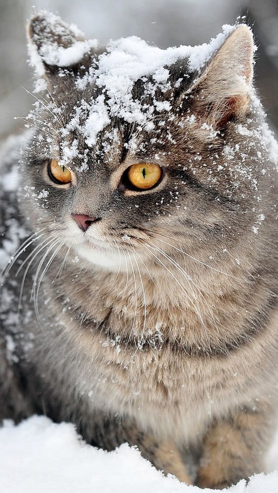 Majestic Aslan: Norwegian Forest Cat Thrives in Harsh Northern Environment with Thick Fur and Snowy Delight. - Yeudon