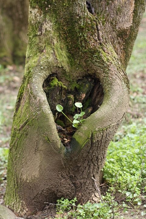 Unveiling Nature's Love Story: The Enigmatic Saga of Heart-Shaped Trees, Symbolizing Enduring Love and Vibrant Vitality