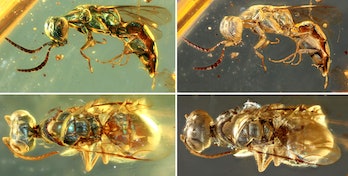 Glimpse into an Ancient Kaleidoscope: 99 Million-Year-Old Insects Preserved in Amber Unveil a Vibrant World of Color - Sporting ABC