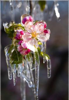 In a winter’s embrace, the garden of fruit blossoms lies beneath a pristine blanket of frozen snow.VoUyen