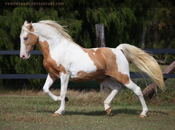 Unveiling the Pinnacle of Beauty: The World's Most Expensive American Paint Horse