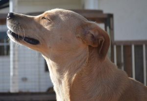 The Saddest Dog In The World Lost Her Home Again And Will Be Put To Sleep If She Doesn't Get Adopted Promptly