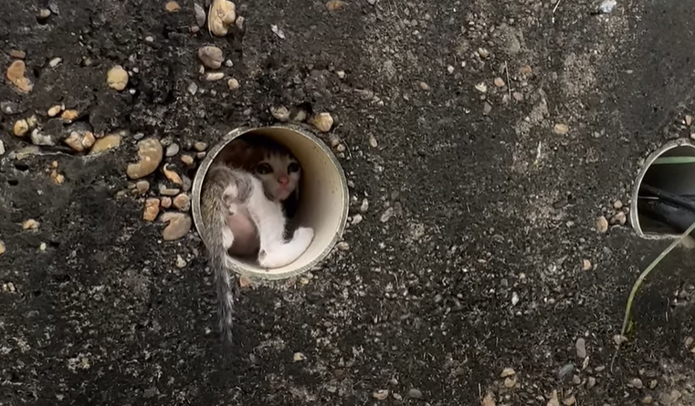 Rescuing Kittens Abandoned in a Dangerous Electrical Box