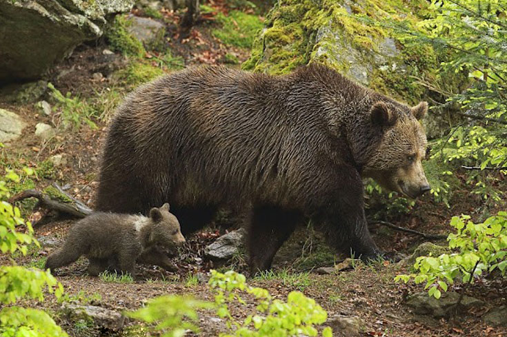 A Touching Encounter: Precious Bond Between Mother Bear and Her Cub -004 - srody.com