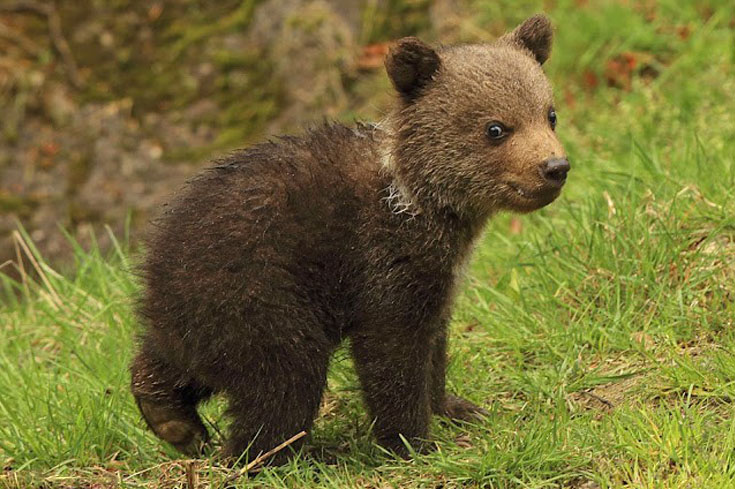 A Touching Encounter: Precious Bond Between Mother Bear and Her Cub -004 - srody.com