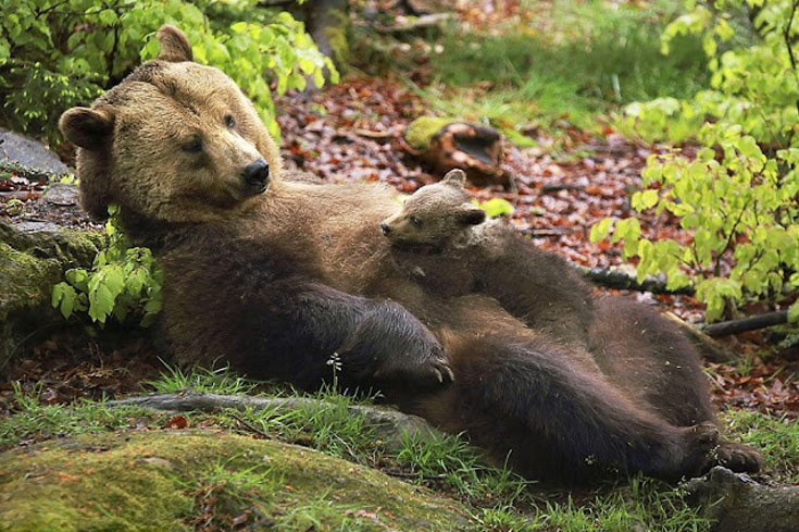 A Touching Encounter: Precious Bond Between Mother Bear and Her Cub -004 - srody.com