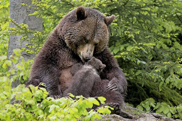 A Touching Encounter: Precious Bond Between Mother Bear and Her Cub -004 - srody.com