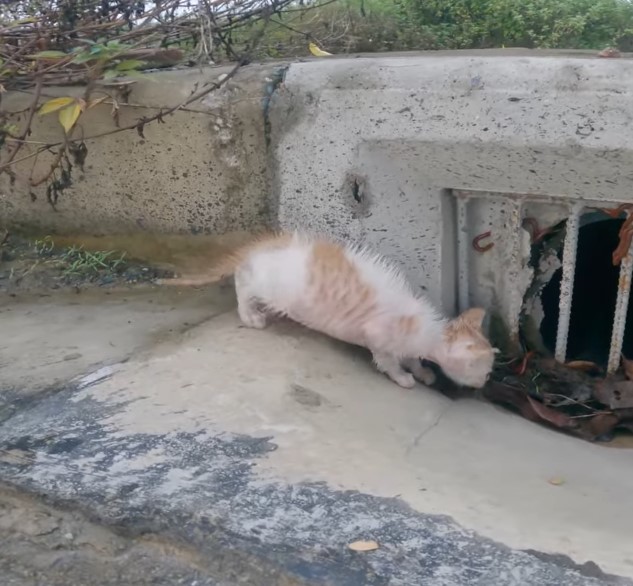 The story of the poor little cat who was abandoned on the street in the middle of the cold rain and desperately asked for help and was in pain