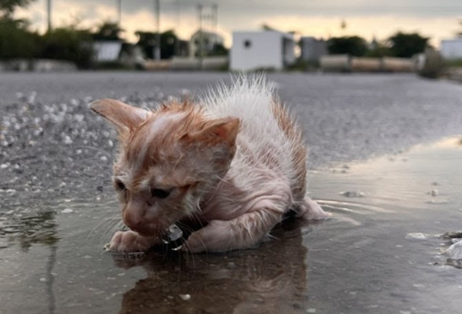 The story of the poor little cat who was abandoned on the street in the middle of the cold rain and desperately asked for help and was in pain