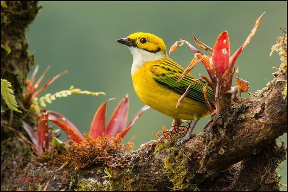 Unveiling the Enigmatic Beauty: The Silver-Throated Tanager, a Colorful Jewel of the Forest - Sporting ABC