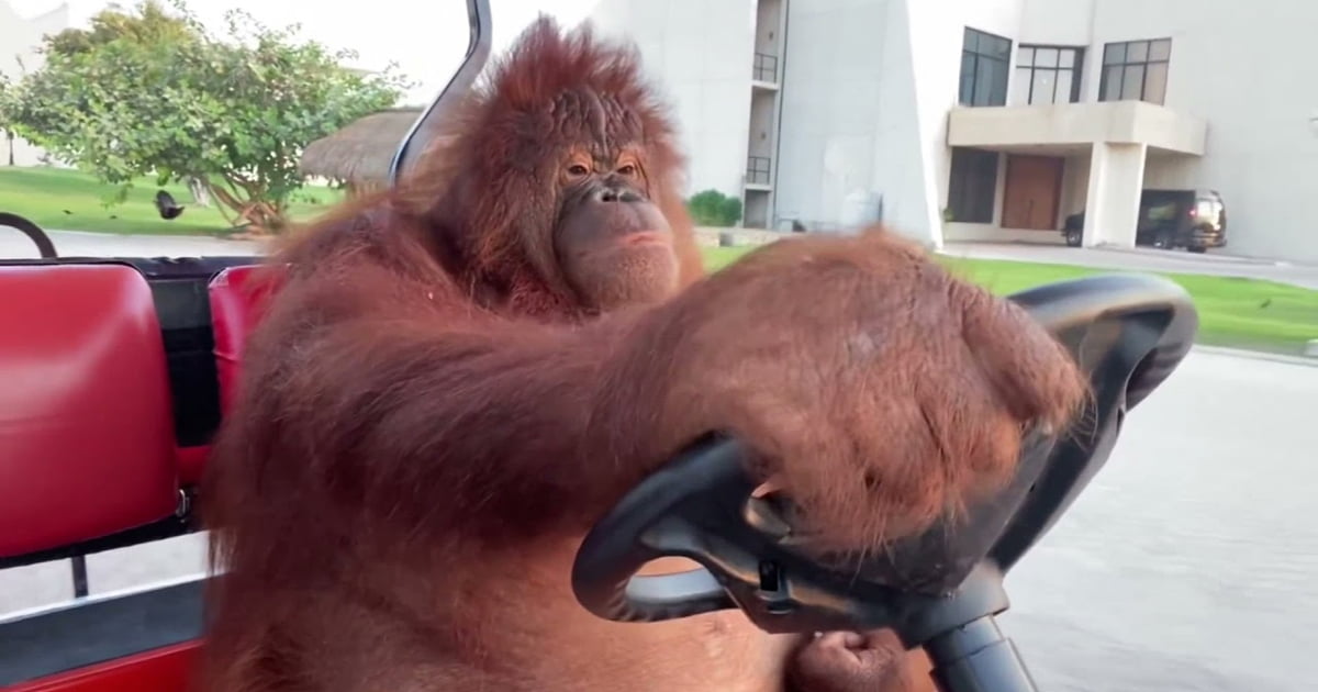 Captivated by the Astounding Skills of Orangutan Rambo: Watch as He Learns to Drive and Takes Tourists on an Unforgettable Journey! (Video) - Sporting ABC