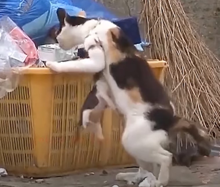 Although trapped in the net, the mother cat bravely dragged the kittens in search of food, her neck bleeding when she refused to succumb to adversity with determination to provide for the cubs.NgocChau