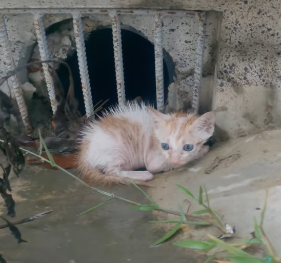 The story of the poor little cat who was abandoned on the street in the middle of the cold rain and desperately asked for help and was in pain