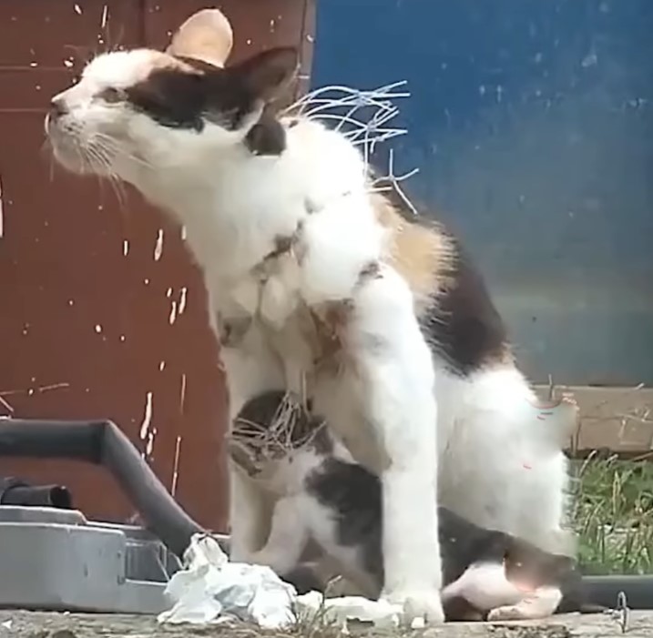 Although trapped in the net, the mother cat bravely dragged the kittens in search of food, her neck bleeding when she refused to succumb to adversity with determination to provide for the cubs.NgocChau