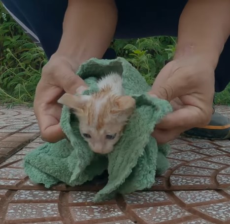 The story of the poor little cat who was abandoned on the street in the middle of the cold rain and desperately asked for help and was in pain