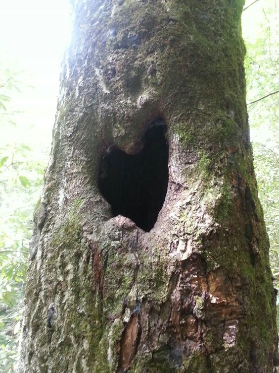 Unveiling Nature's Love Story: The Enigmatic Saga of Heart-Shaped Trees, Symbolizing Enduring Love and Vibrant Vitality