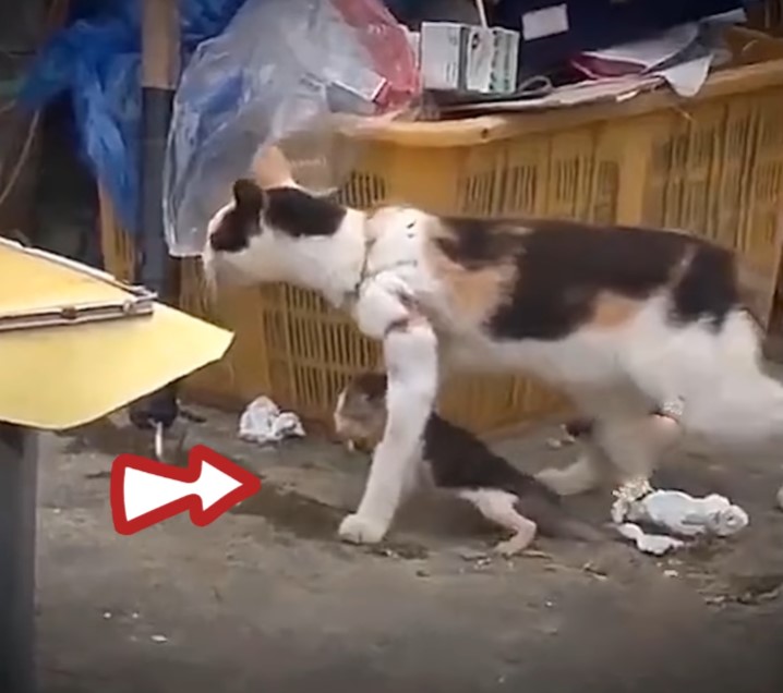 Although trapped in the net, the mother cat bravely dragged the kittens in search of food, her neck bleeding when she refused to succumb to adversity with determination to provide for the cubs.NgocChau