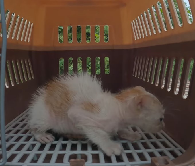 The story of the poor little cat who was abandoned on the street in the middle of the cold rain and desperately asked for help and was in pain