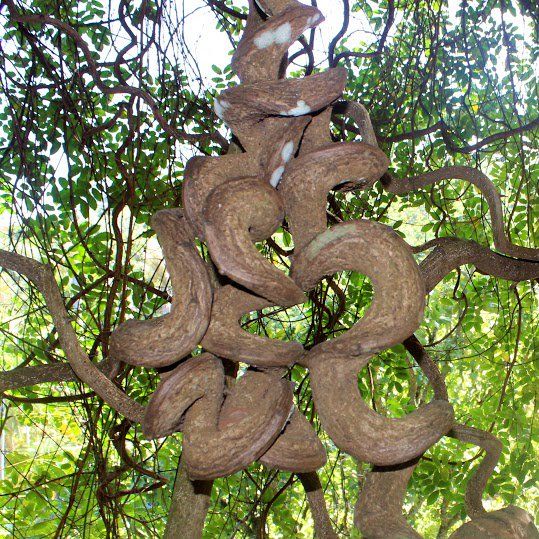 The unusual trunk of the pine tree allows it to twist and take on the strangest shapes. – Tech Reactions News