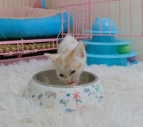 The story of the poor little cat who was abandoned on the street in the middle of the cold rain and desperately asked for help and was in pain