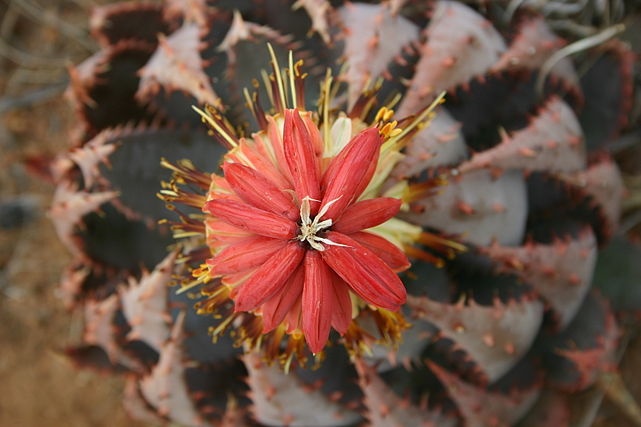 The forest aloe ѕрeсіeѕ lives strongly and grows large in the desert lands for huge flowers once a year – Way Daily