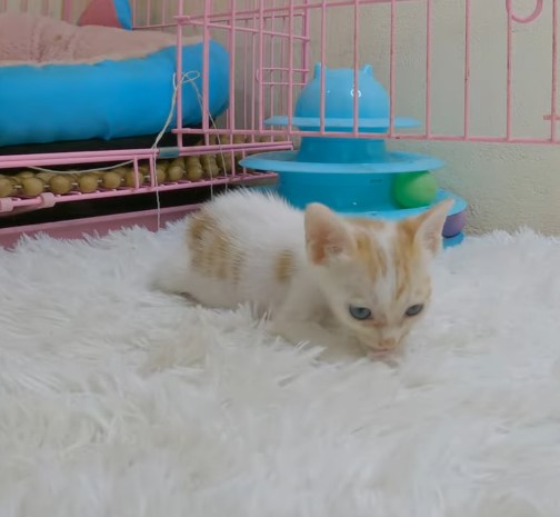 The story of the poor little cat who was abandoned on the street in the middle of the cold rain and desperately asked for help and was in pain