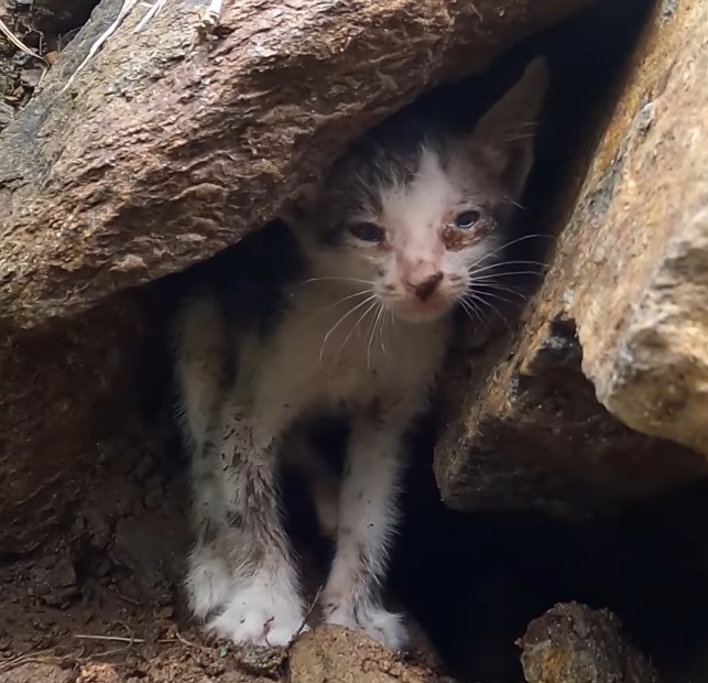 Poor homeless cat hiding in a rock crevice in the heavy rain, crying from hunger, pain, helplessness and despair