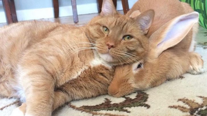 Rabbit Wallace and Cat Gus Forge a Unique Bond