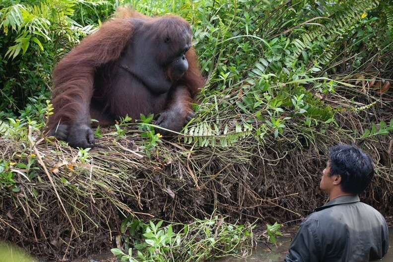 Man trapped in mud receives unexpected help from orangutan - Sporting ABC