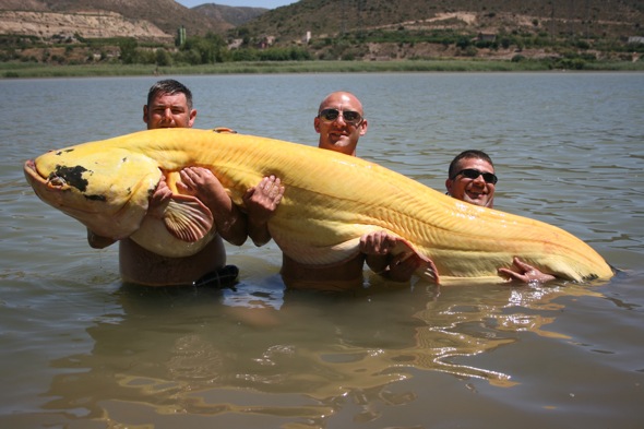 Massive 194-Pound Albino Catfish Caught Setting Records in Spain. L - LifeAnimal