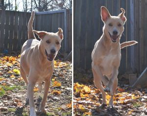 The Saddest Dog In The World Lost Her Home Again And Will Be Put To Sleep If She Doesn't Get Adopted Promptly