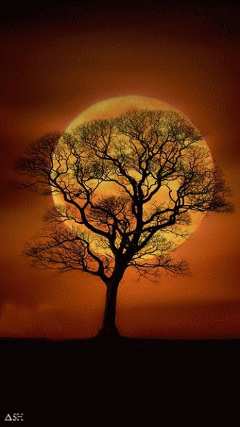 Unveiling the Mystique: Delving into the Enchanting Dance of Moonlit Tree Shadows
