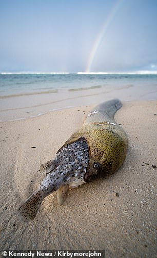 Eel Meets Untimely Demise After Ingesting Inflated Puffer Fish - Sporting ABC