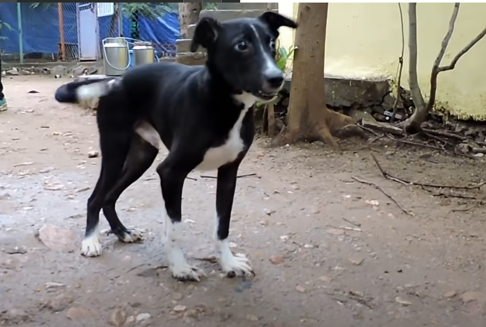 Rescued a Unwell Dog, Cruelly Encased in a Plastic Bag and Discarded on the Streets by its Owner. - Puppies Love