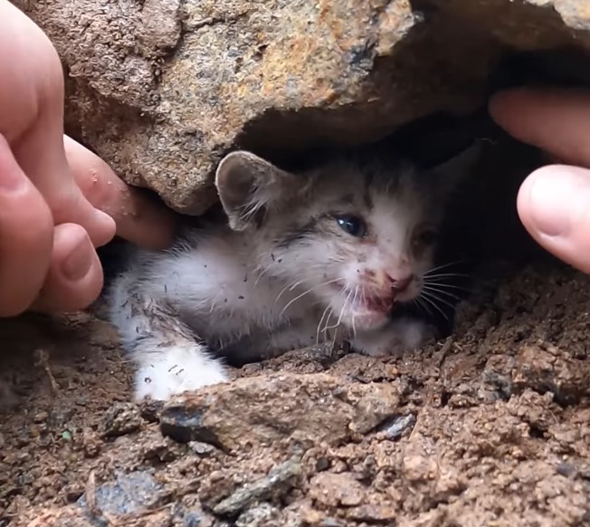 Poor homeless cat hiding in a rock crevice in the heavy rain, crying from hunger, pain, helplessness and despair