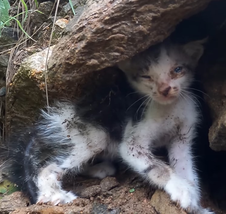 Poor homeless cat hiding in a rock crevice in the heavy rain, crying from hunger, pain, helplessness and despair