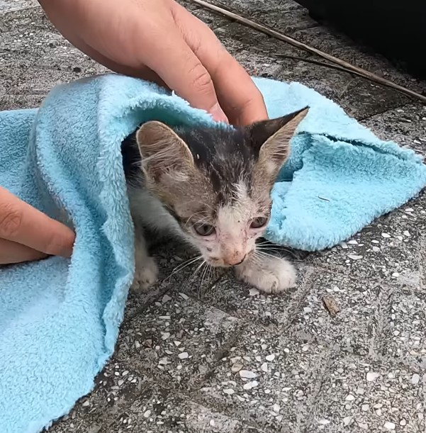 Poor homeless cat hiding in a rock crevice in the heavy rain, crying from hunger, pain, helplessness and despair